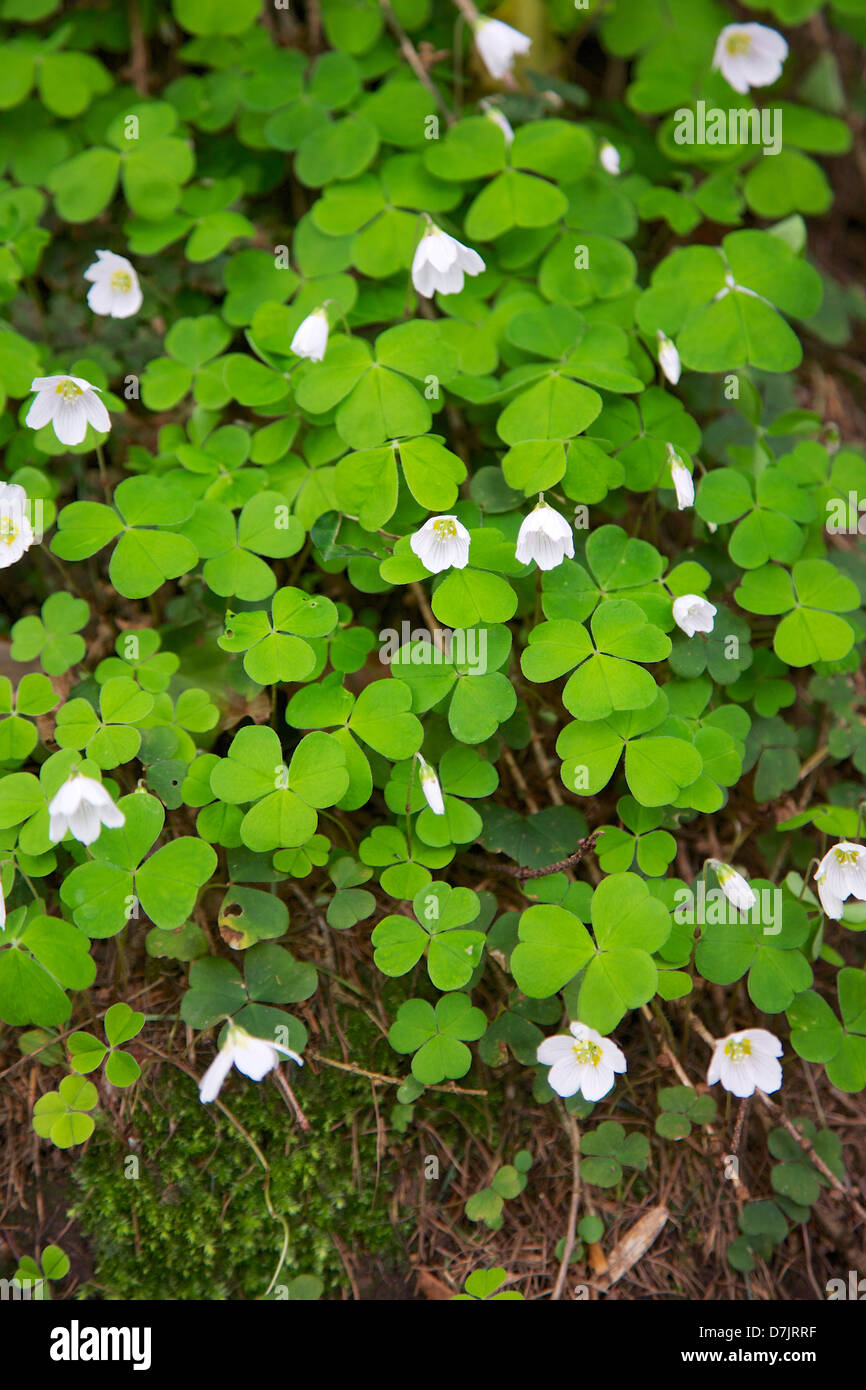 Wild Sorrel Uk High Resolution Stock Photography And Images Alamy