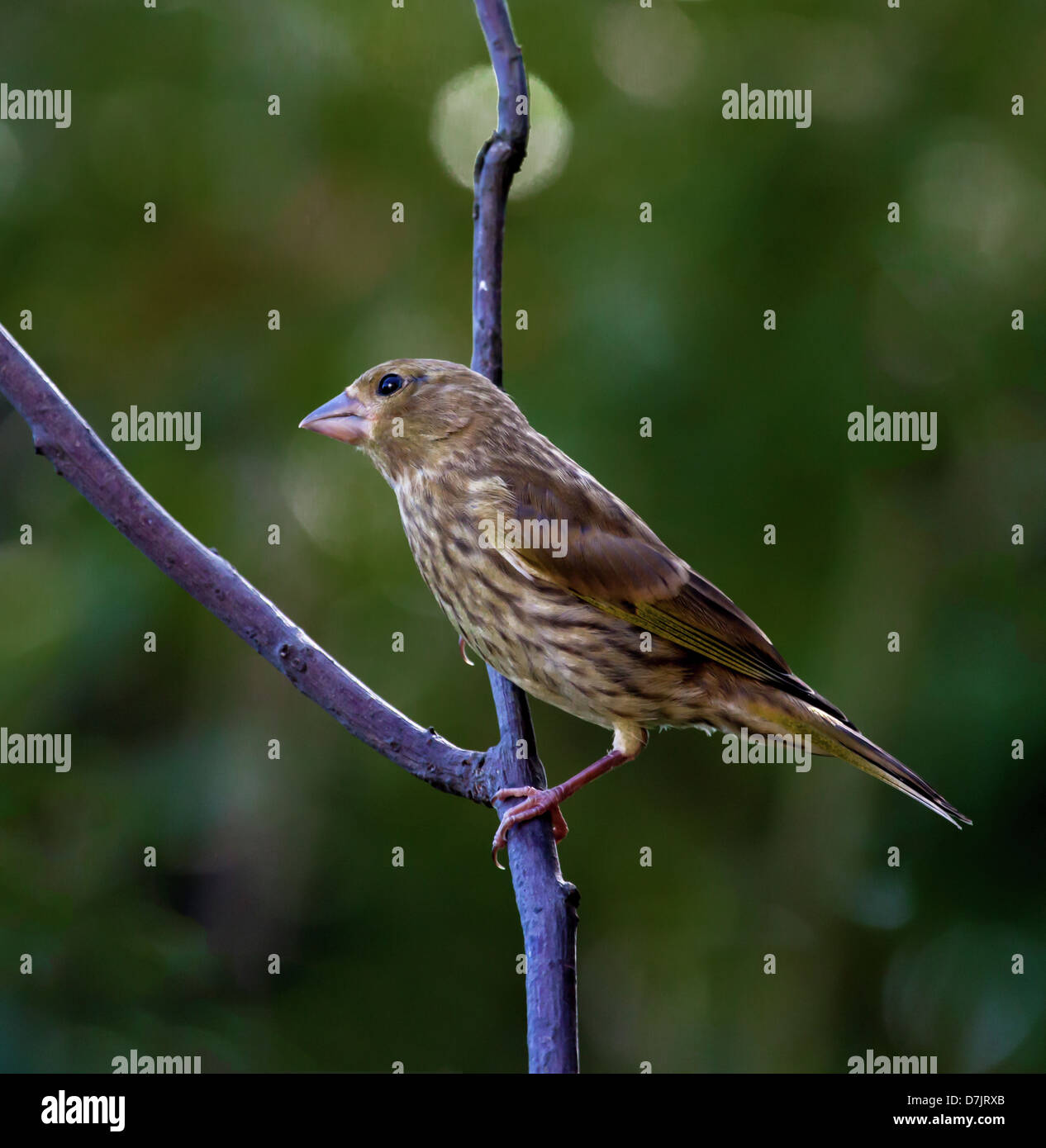 A female greenfinch on the branch of a tree Stock Photo