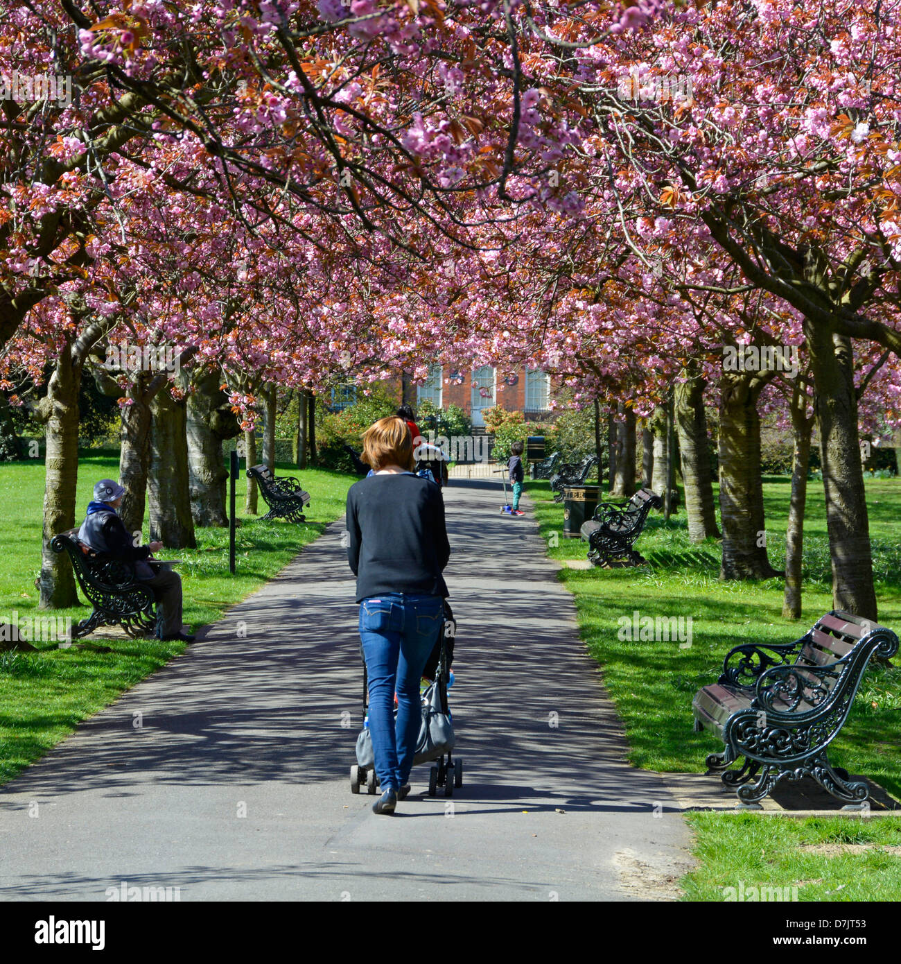 Spring blossom on avenue of trees with woman pushing pram Stock Photo