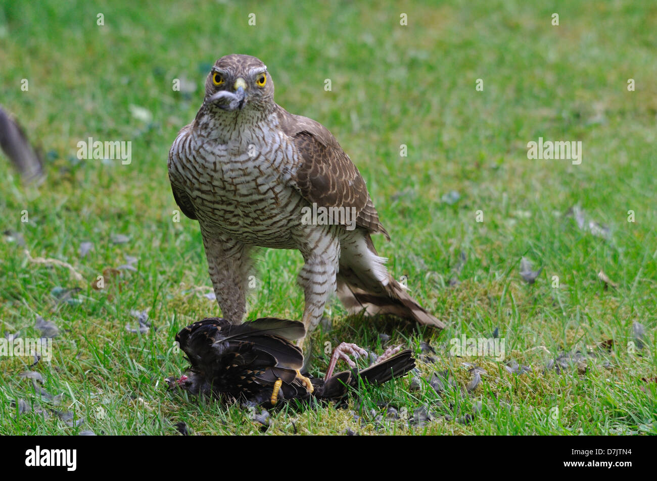 Female Sparrowhawk with a captured starling Stock Photo