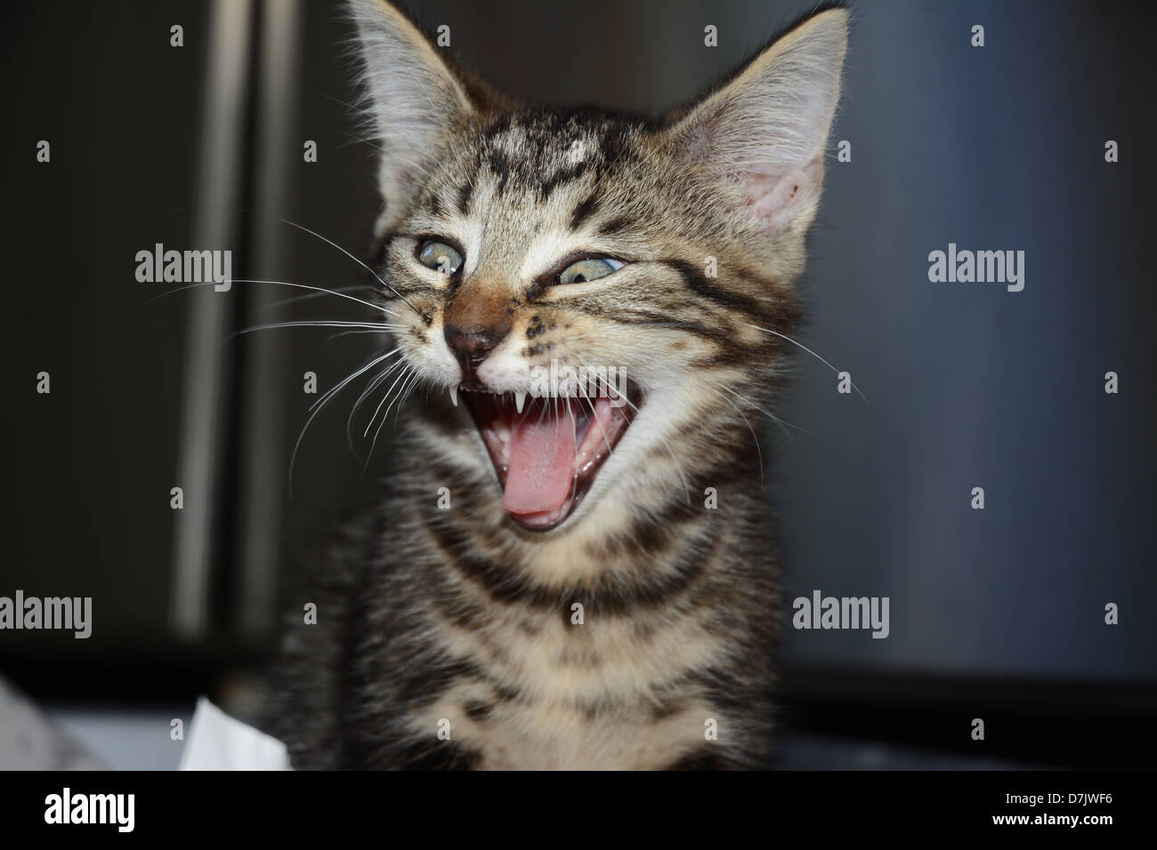 Portrait of a young tabby cat kitten with its mouth open and tongue out ...