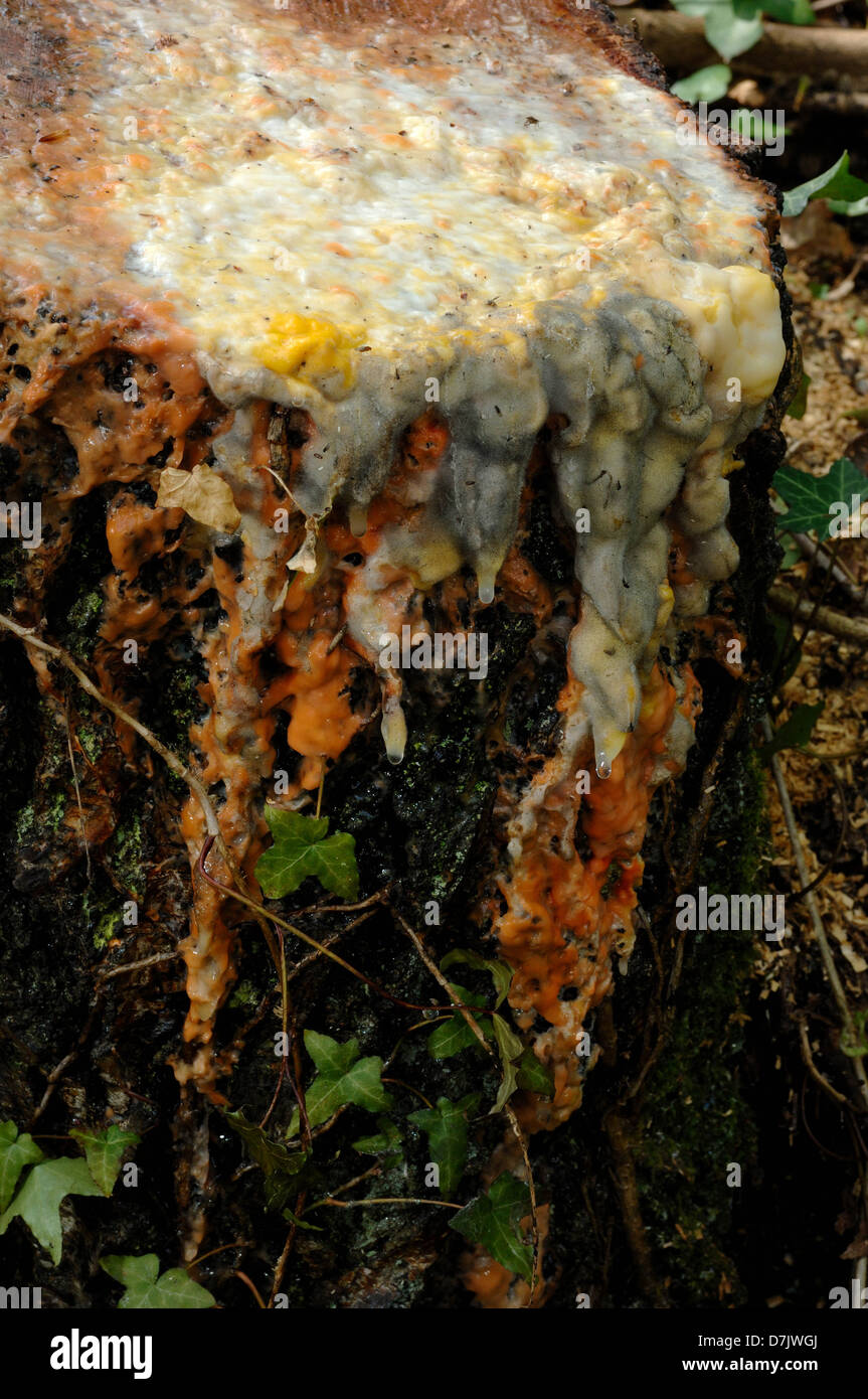 Slime Mould on a cut tree trunk. Dartmoor National Park Bovey Tracey Devon Stock Photo