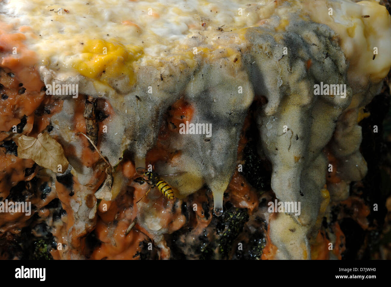 Slime Mould on a cut tree trunk. Dartmoor National Park Bovey Tracey Devon Stock Photo