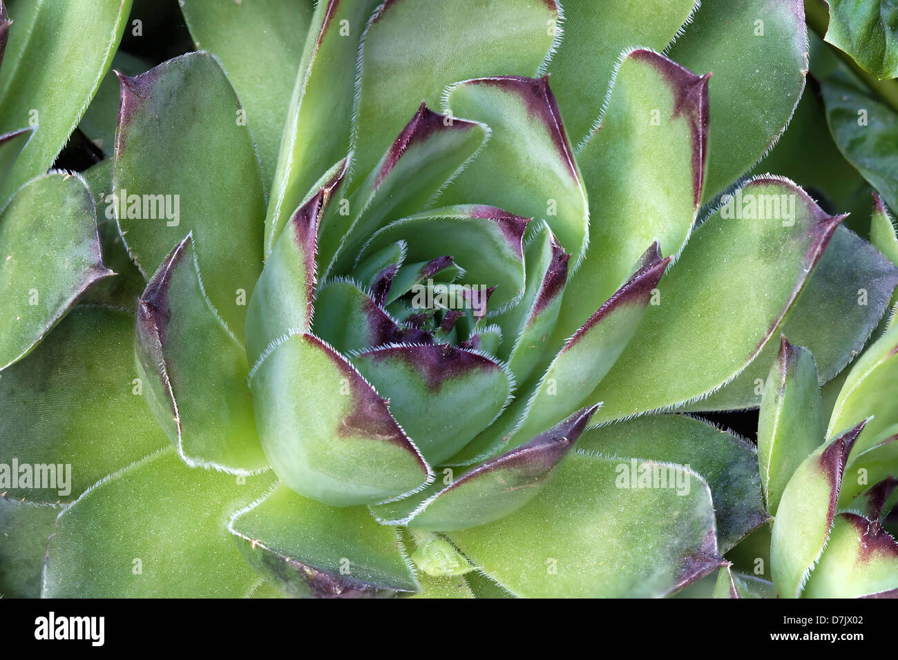 Hen And Chicks Plant High Resolution Stock Photography and Images - Alamy
