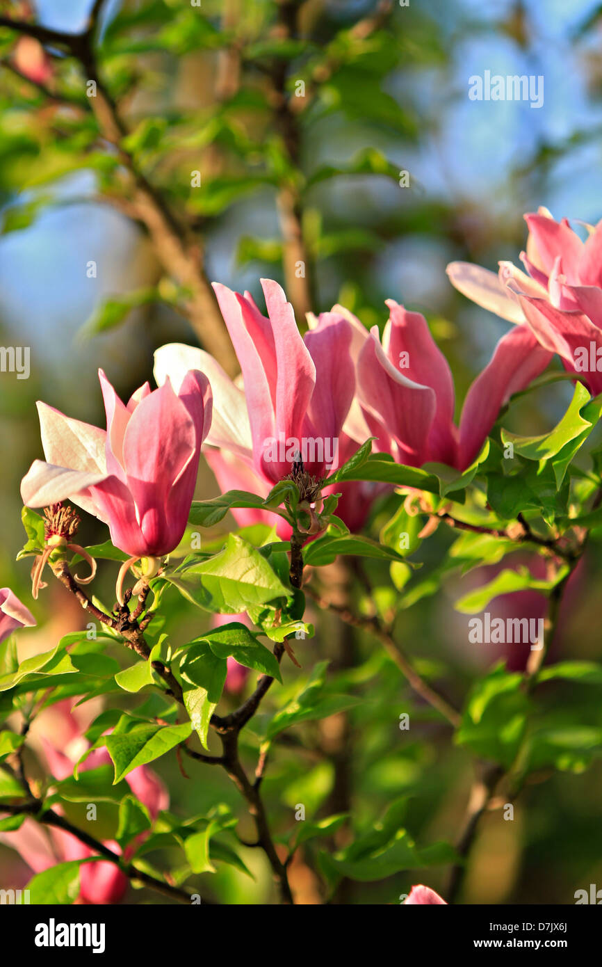 Mulan magnolia, Tulip magnolia or Lily magnolia (Magnolia liliiflora) Stock Photo