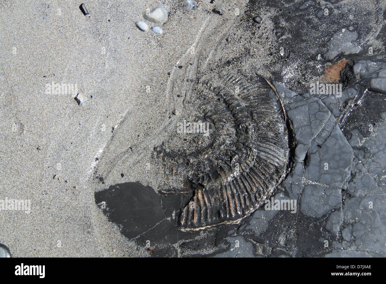 Ammonite fossil in Kimmeridge Bay, Smedmore Estate, Isle of Purbeck