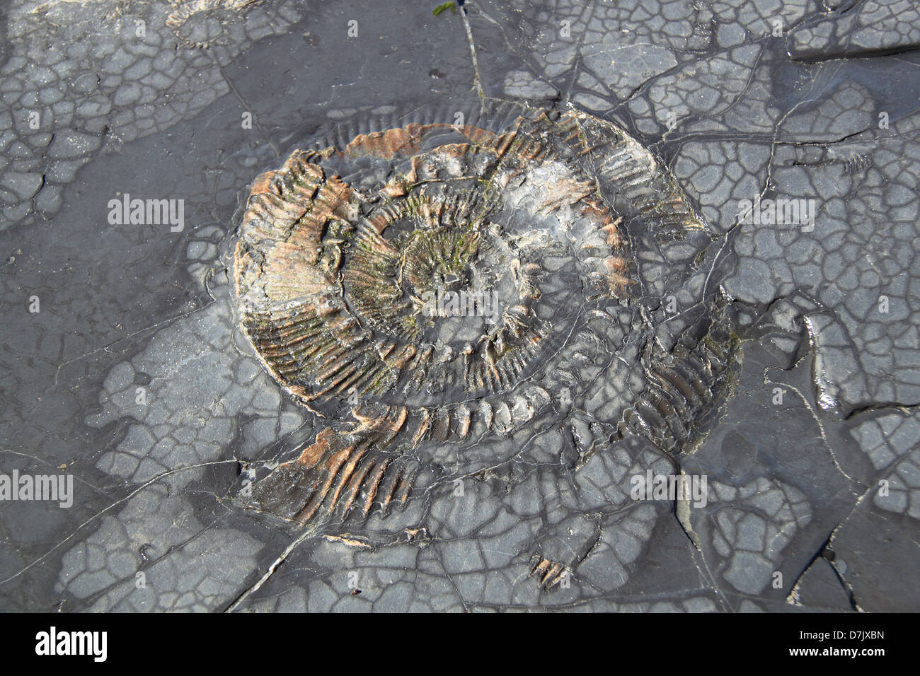 Ammonite fossil in Kimmeridge Bay, Smedmore Estate, Isle of Purbeck