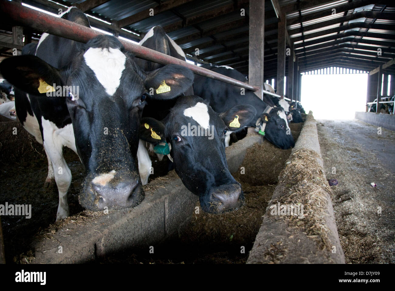 Holstein Dairy Cows Stock Photo Alamy