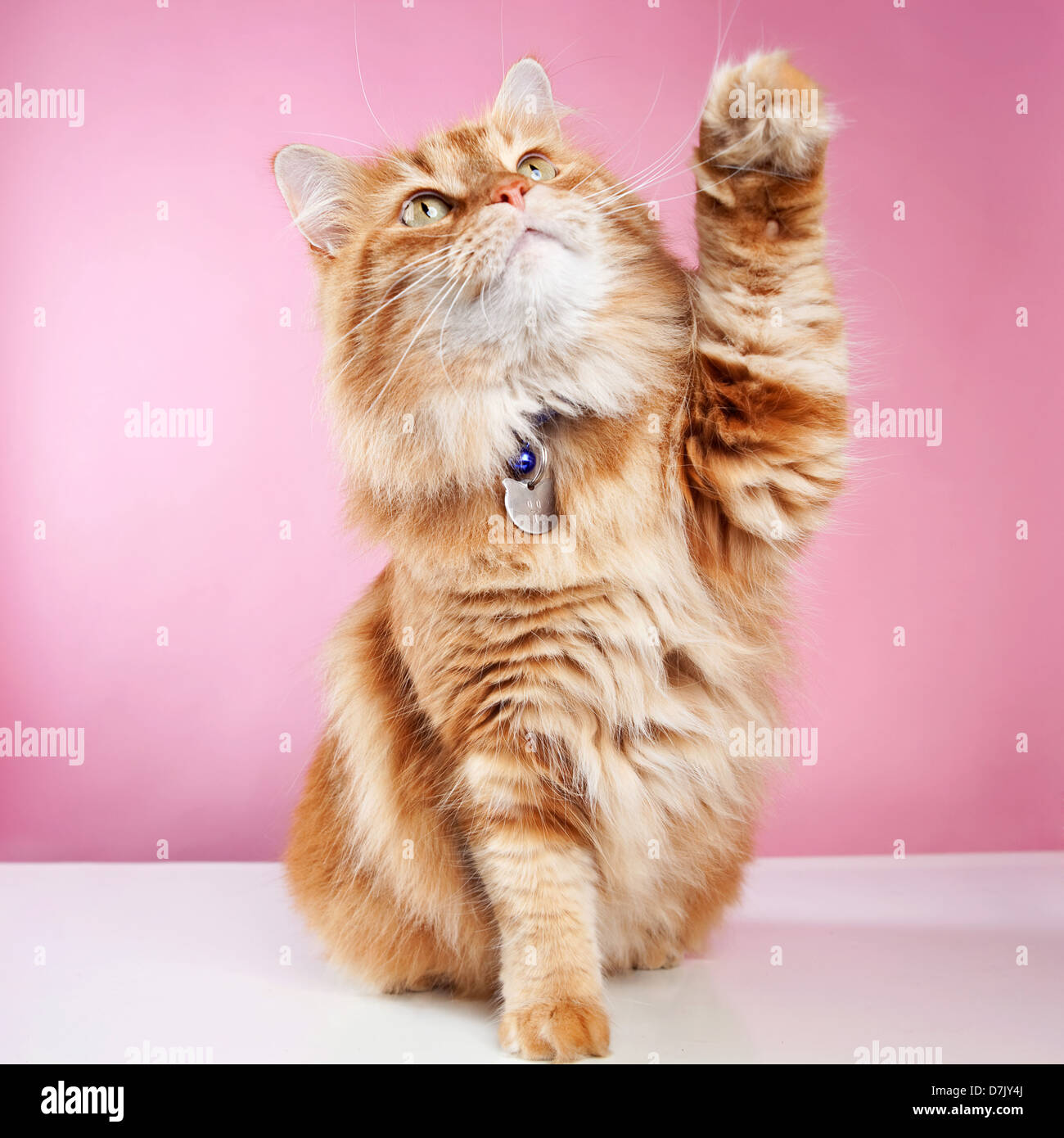 Fluffly ginger stripey manx  cat with name collar and paw raised against pink backdrop Stock Photo
