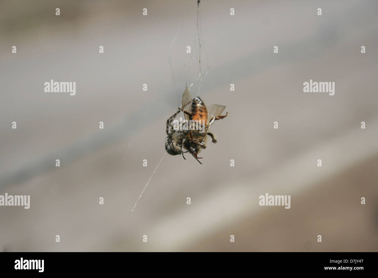 An Orb Weaver Spider wrapping a bee in its web in Cotacachi, Ecuador