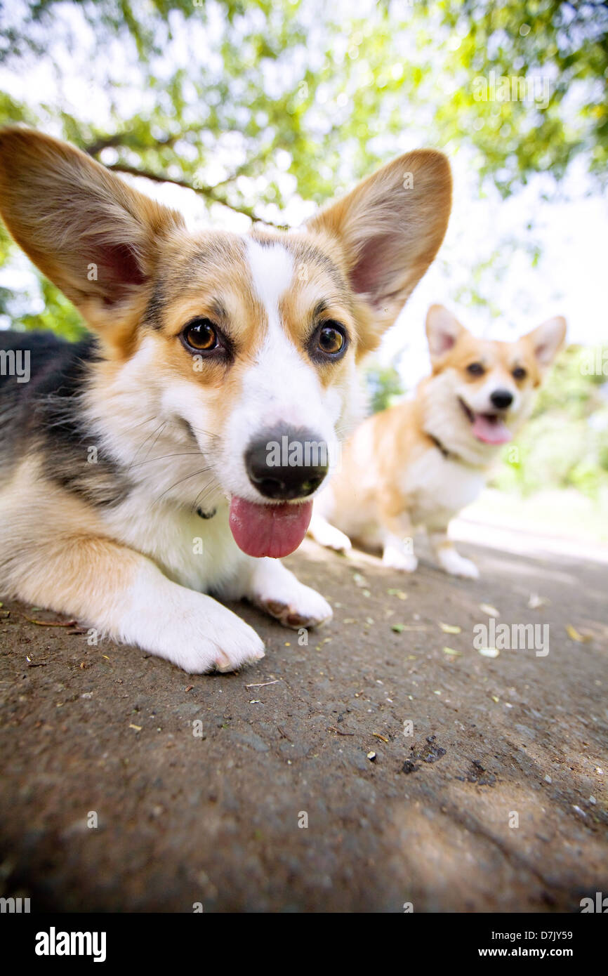 Two welsh corgis outdoors looking to camera Stock Photo