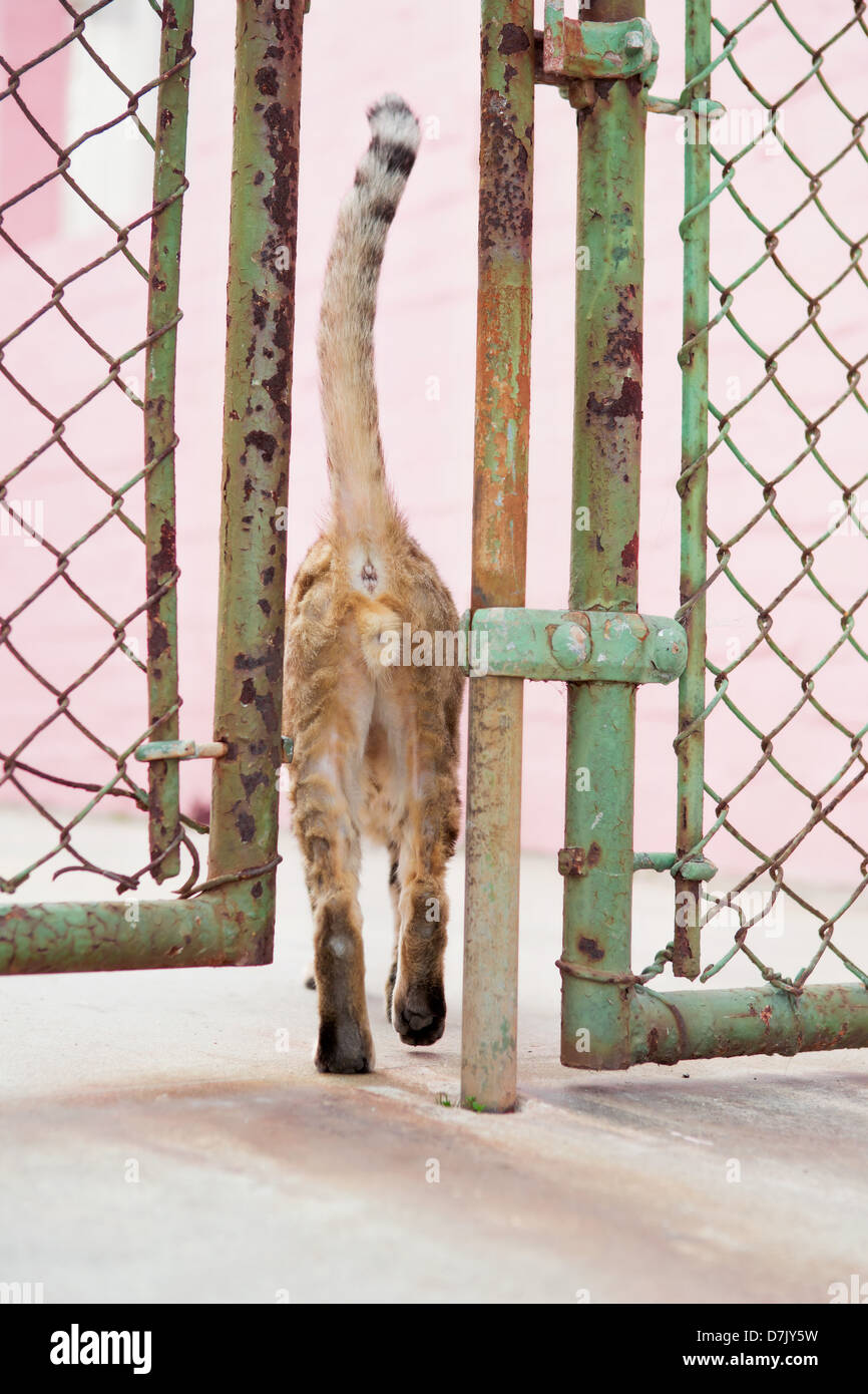 Ginger cat squeezing through fence doors Stock Photo
