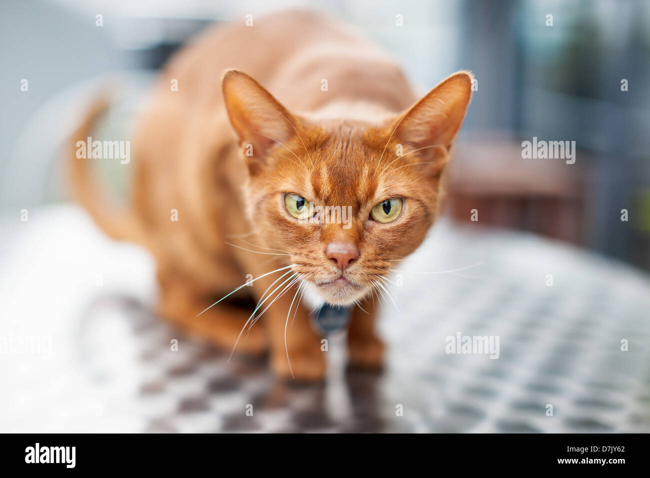 Crouched red Abyssinian cat on table with angry expression Stock Photo