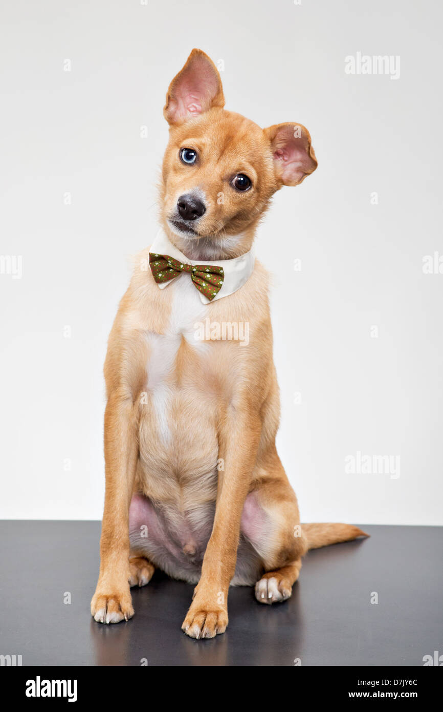 Basenji mix chihuahua sitting mournfully with bow tie with one ear down Stock Photo