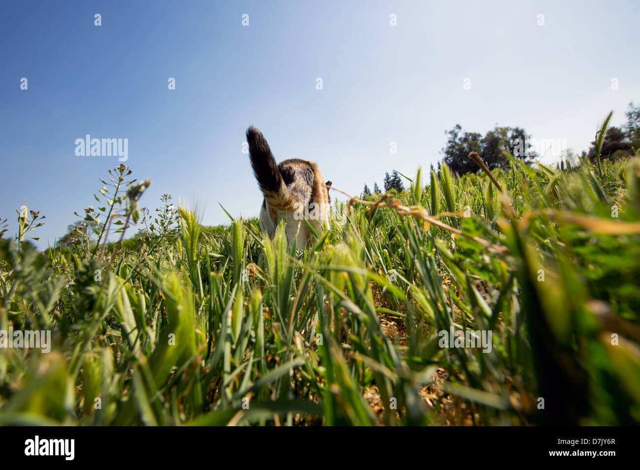 Low angle and back view of cat prowling in the outdoors in the grounds of the Cat House on the Kings in Parlier CA Stock Photo