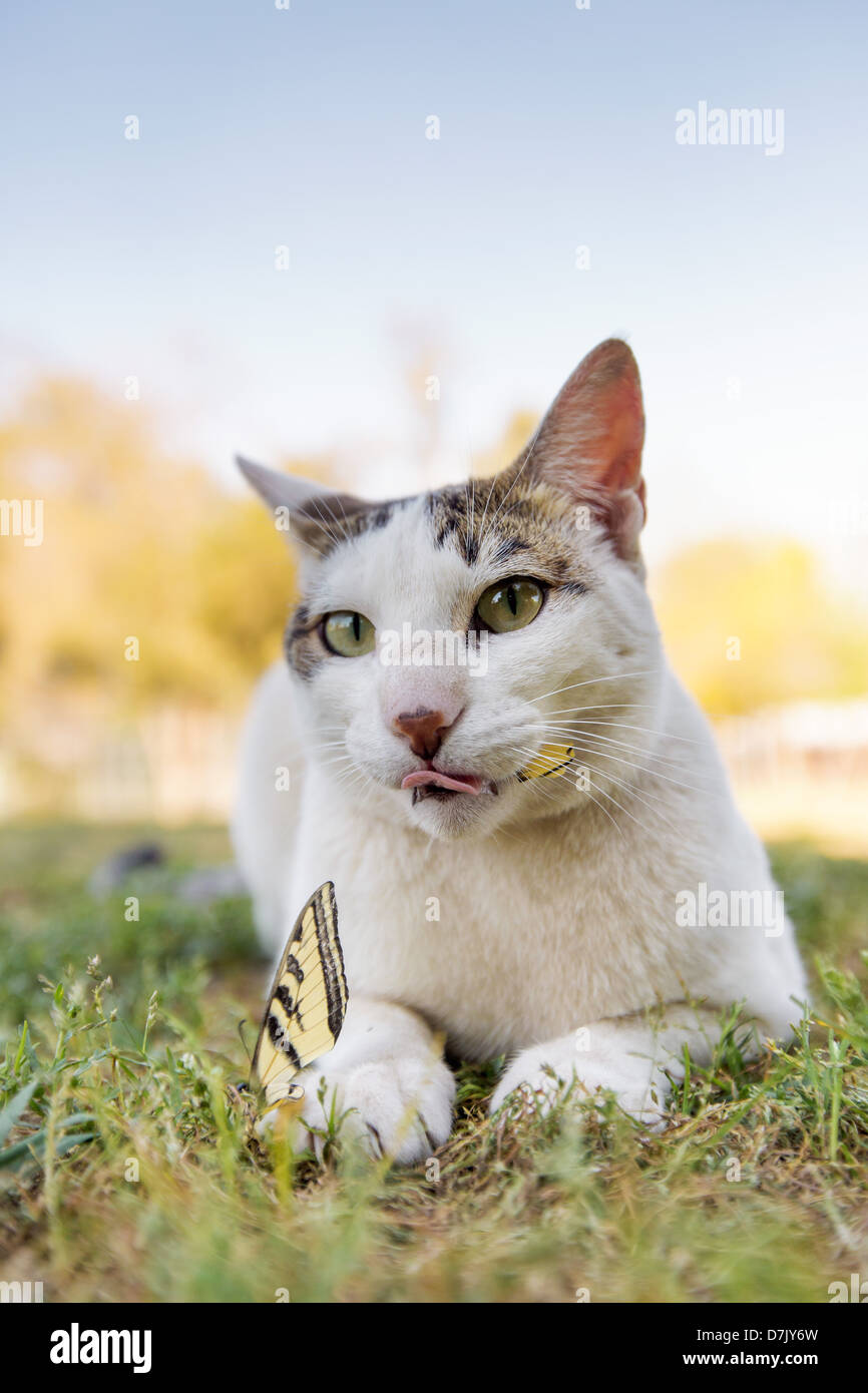 Portrait of white cat in the outdoors with butterfly in the grounds of the Cat House on the Kings in Parlier CA Stock Photo