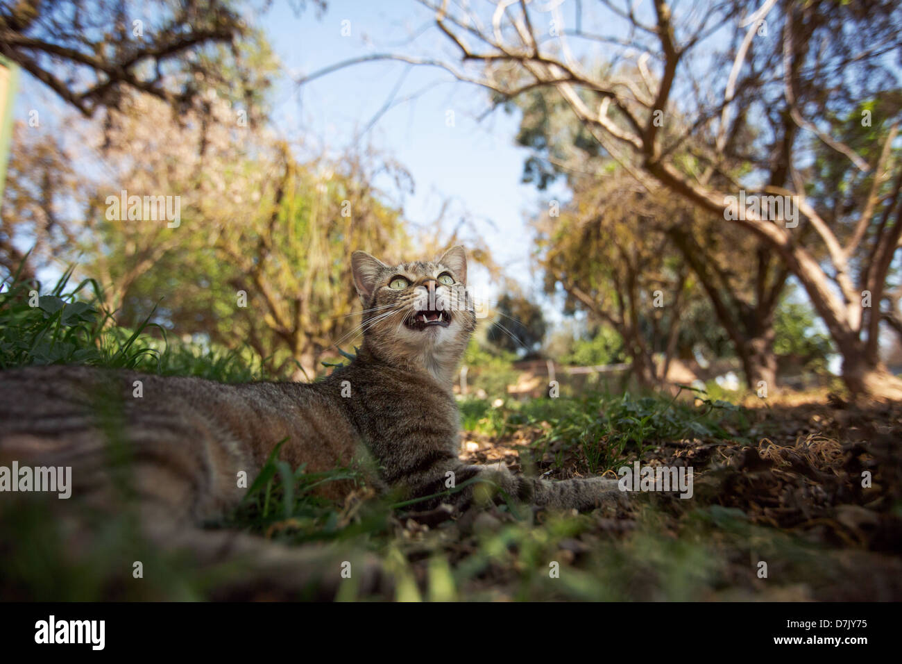 tawny tabby cat in the outdoors looks up at tree in grounds of the Cat House on the Kings in Parlier, California Stock Photo