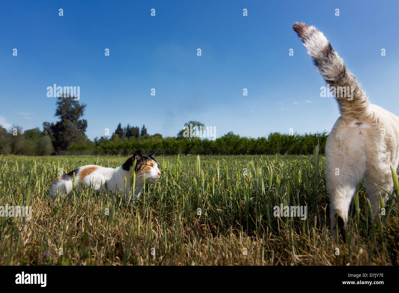 Two cats outdoors playing in grass with tail flicked up Stock Photo