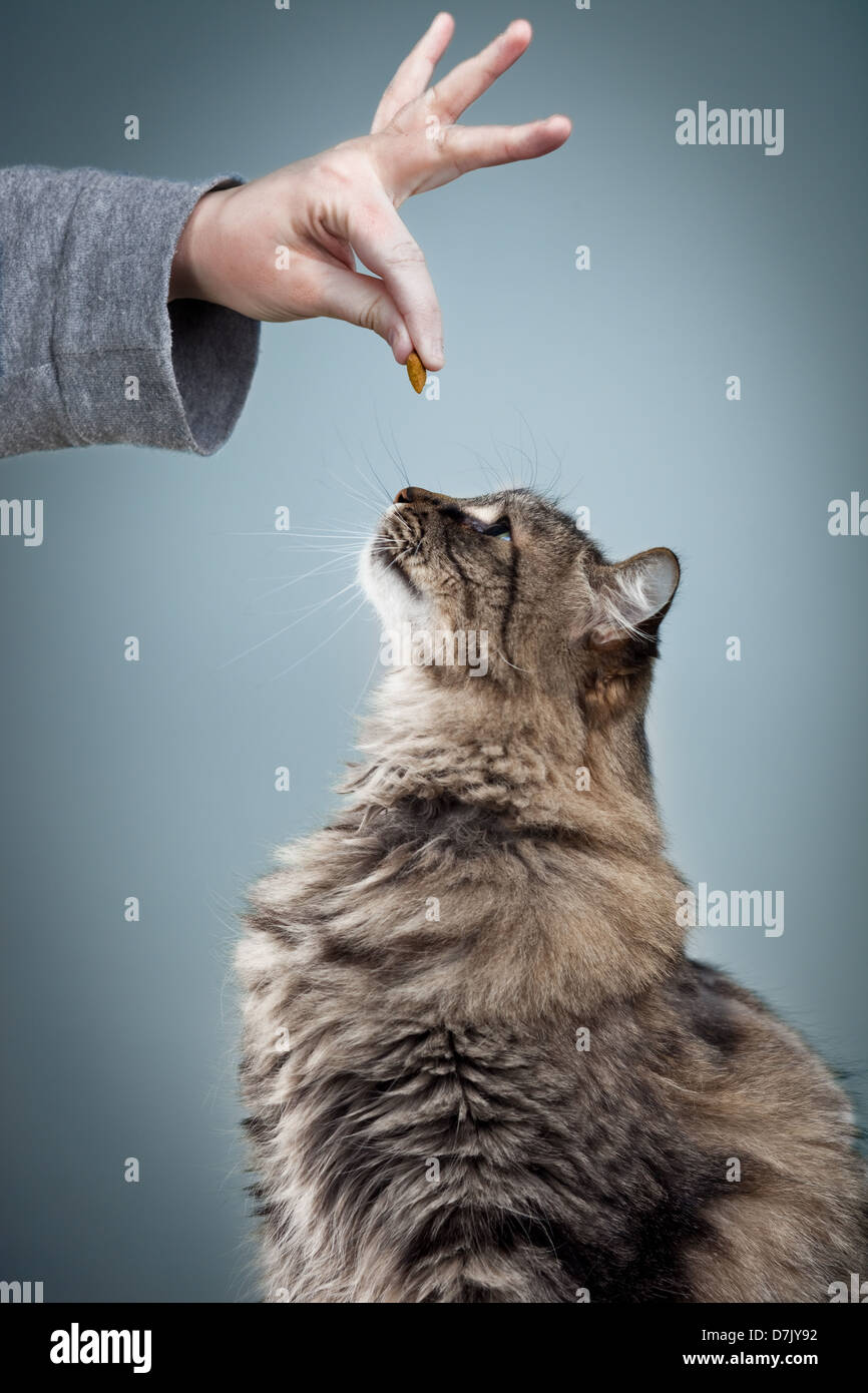 Fluffy gray tabby cat receiving a treat Stock Photo