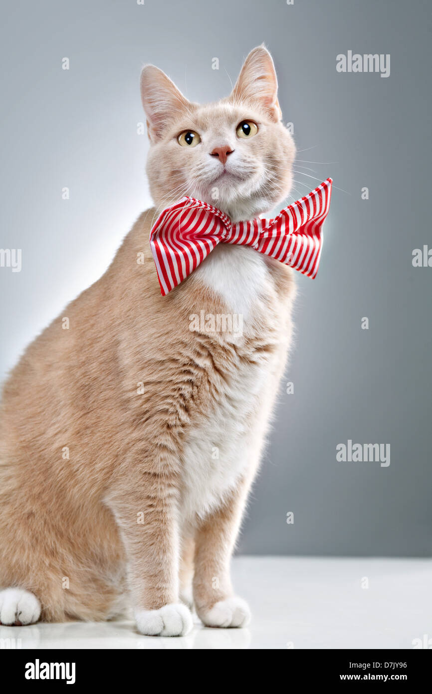 Portrait shot of cute cat posing and adorned in red strippy bowtie Stock Photo
