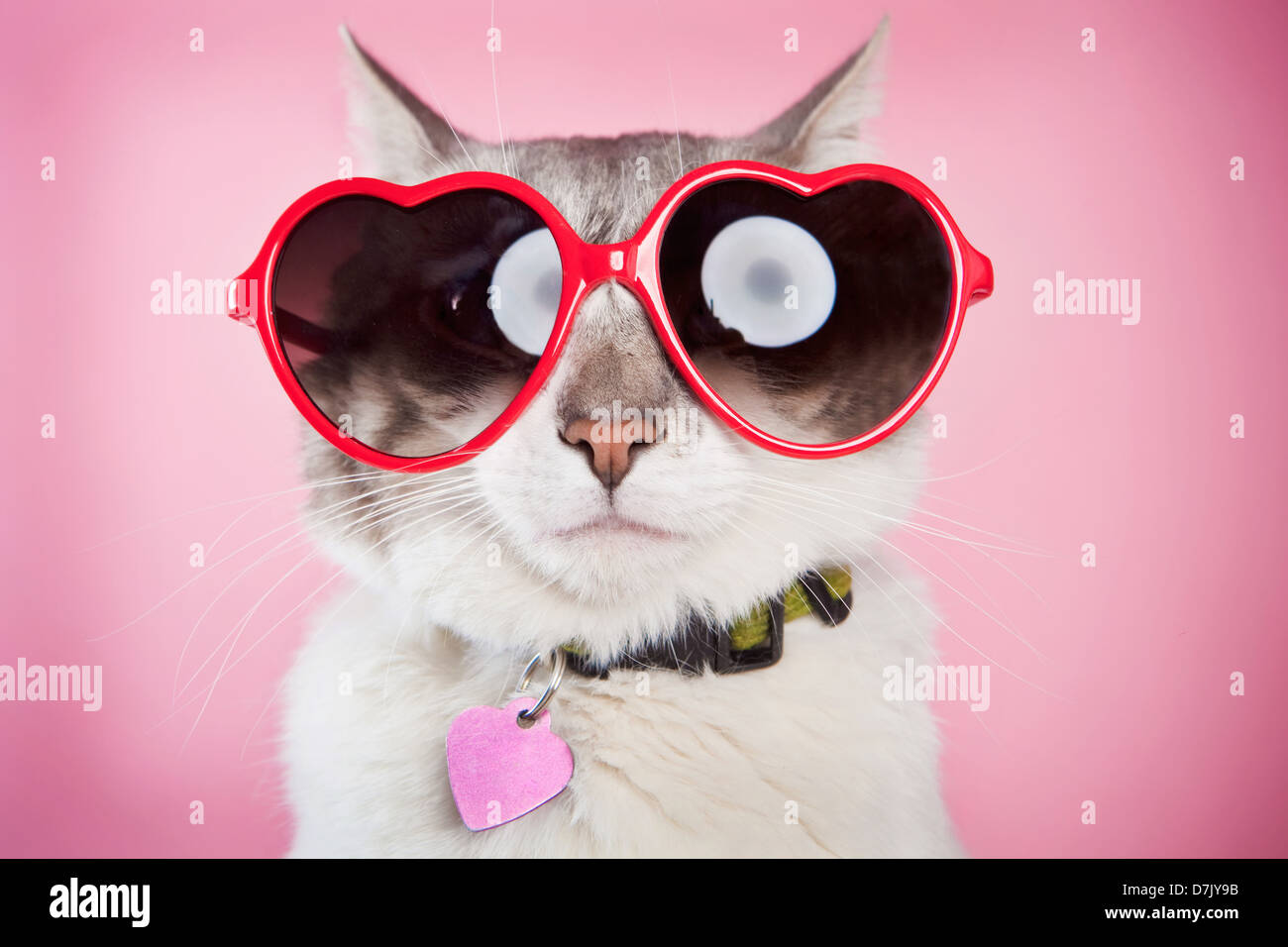 Valentine cat posing with red love sunglasses against pink  background Stock Photo