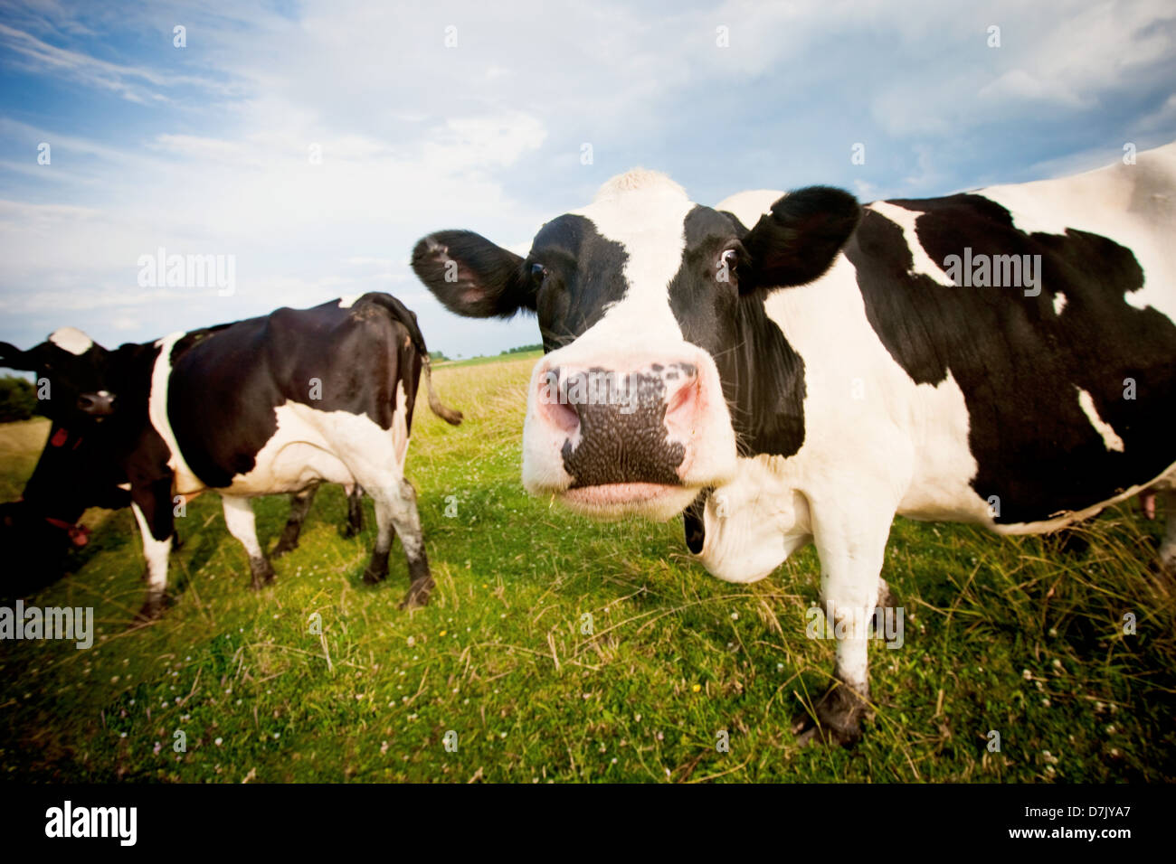 Cows in pasture one staring to camera in comical fashion Stock Photo
