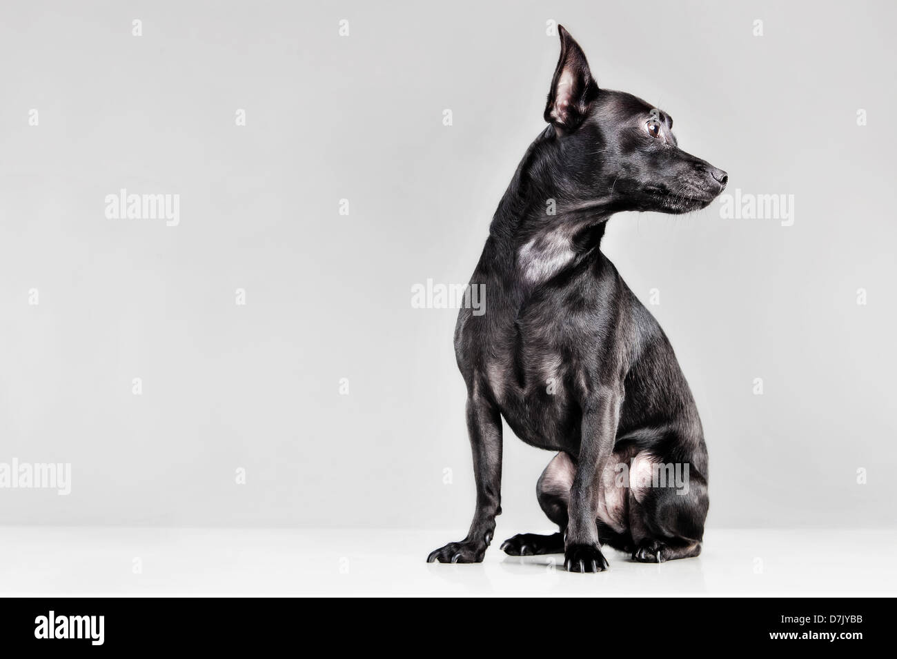 Portrait of black chihuahua in studio looking away Stock Photo