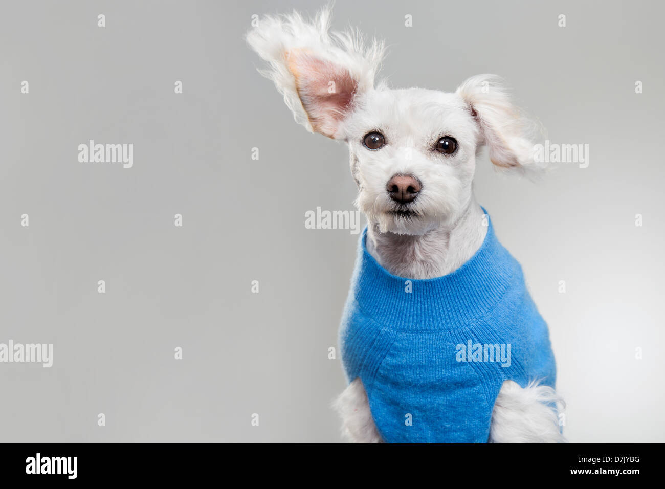 Portait of maltese mix rescue dog in blue vest with ear up Stock Photo