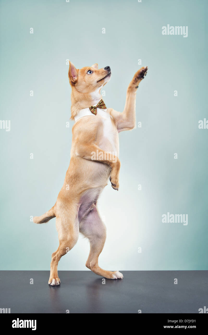 A Basenji chihuahua dog wearing bow tie and standing in studio with paw raised in greeting Stock Photo