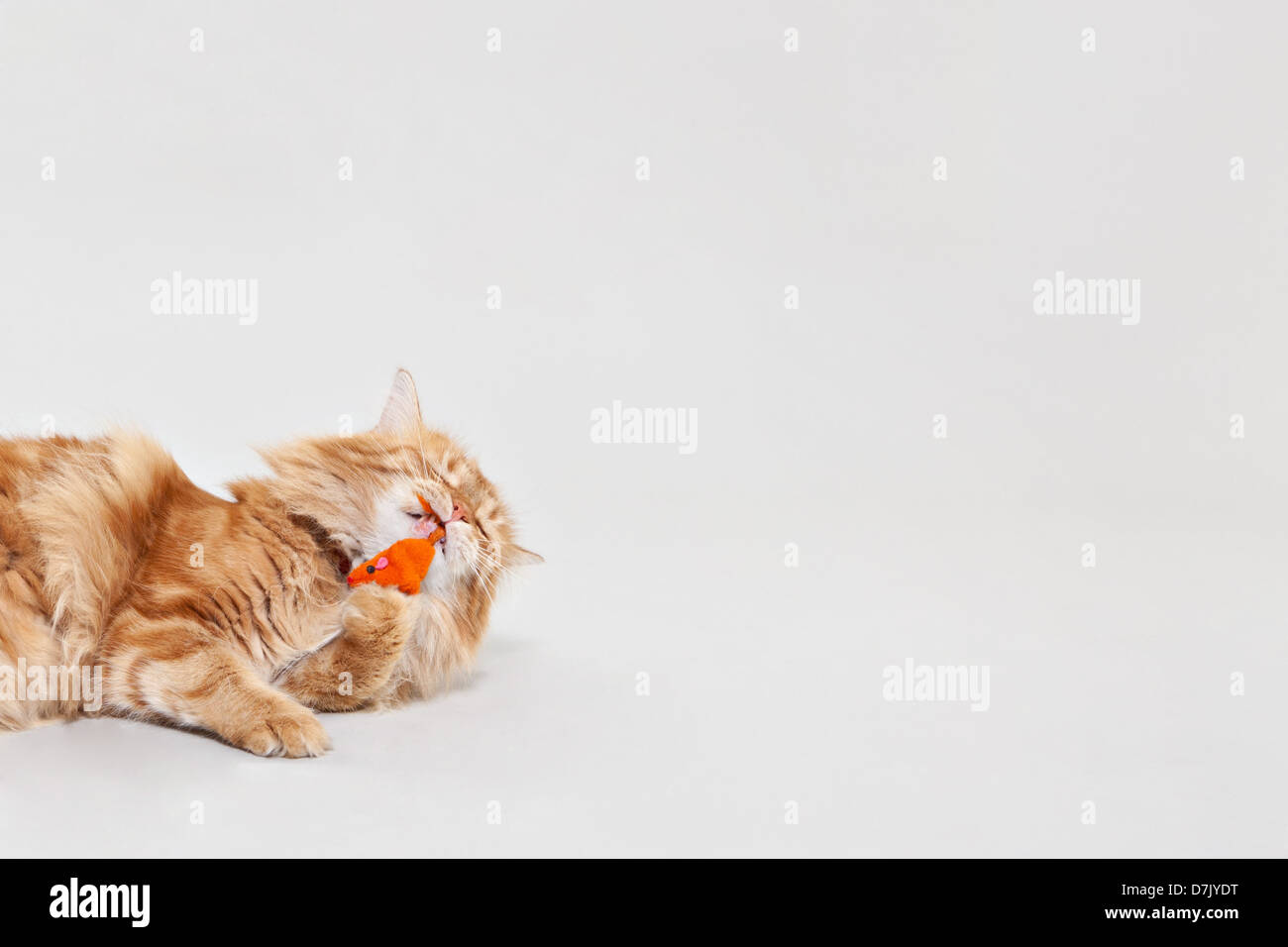 Ginger Cymric Manx cat playing with orange mouse toy in studio Stock Photo