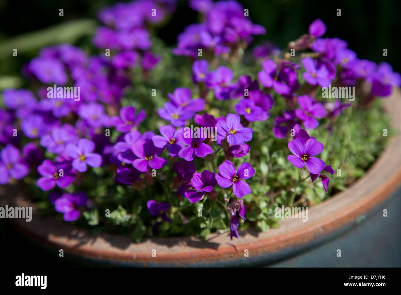 Purple aubrietia in a garden pot Stock Photo