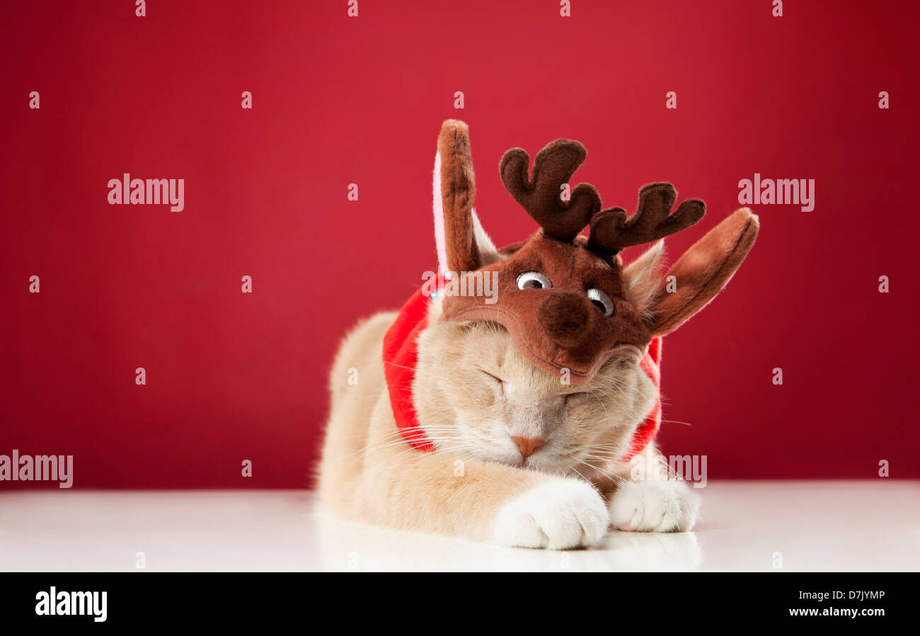Light colored sleeping cat wearing reindeer costume against red background Stock Photo