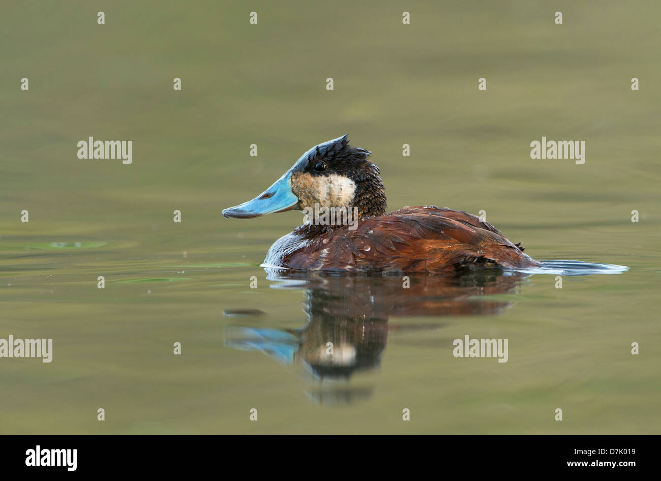 A swimming ruddy duck (Oxyura jamaicensis), White Rock Lake, Dallas, Texas Stock Photo