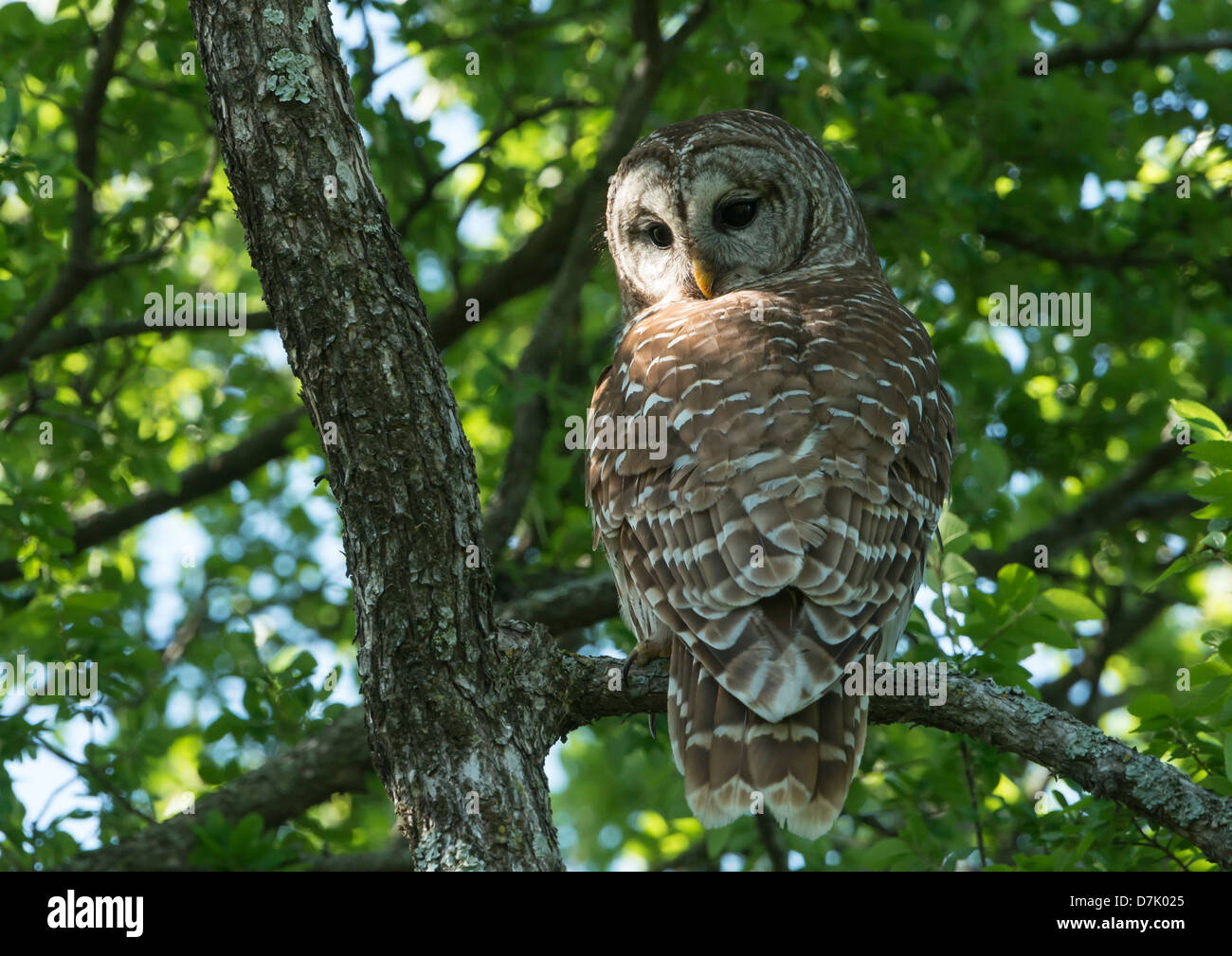 Barred Owl (Strix varia), White Rock Lake, Dallas, Texas Stock Photo