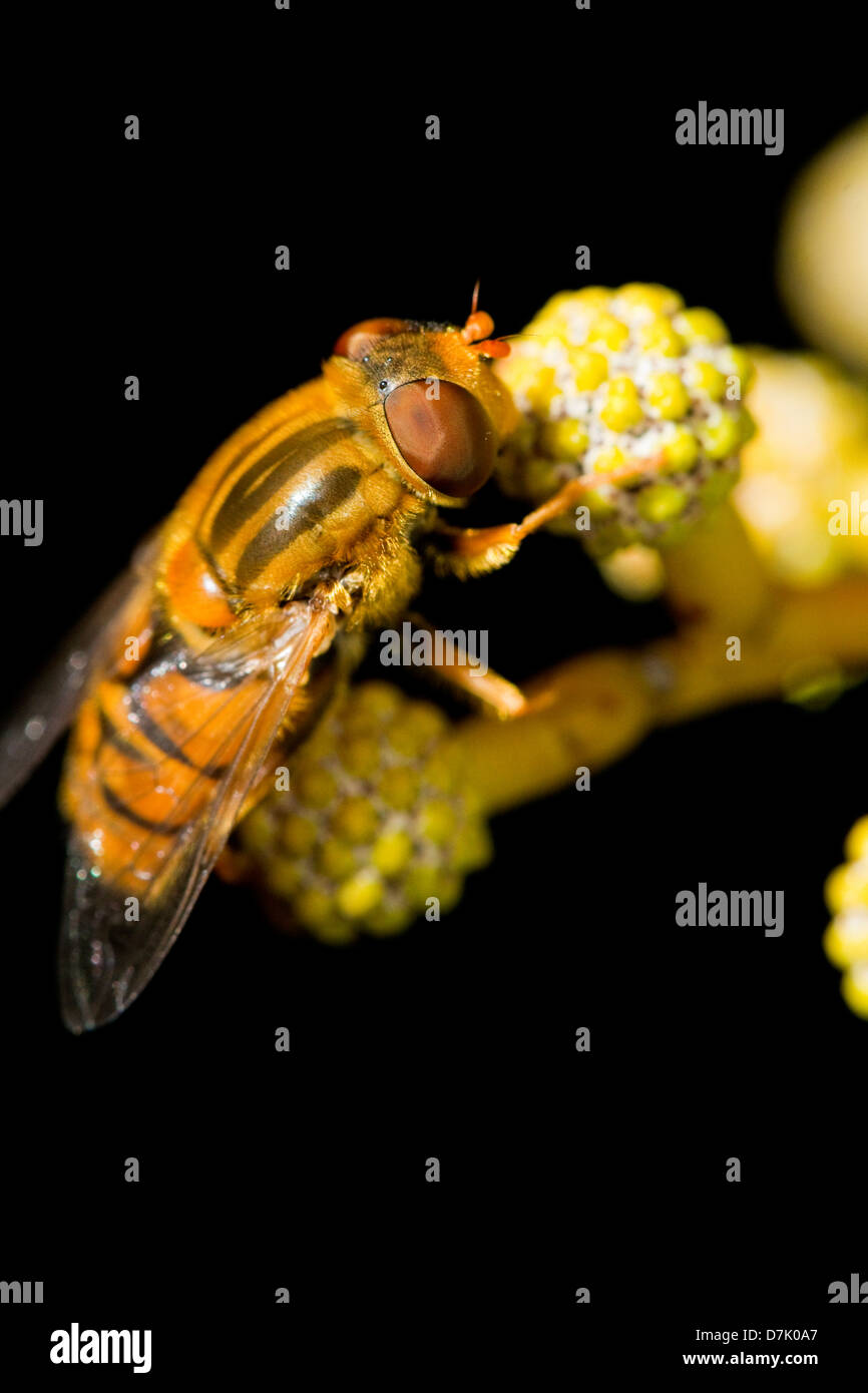 Close up view of a beautiful orange hoverfly (Parhelophilus frutetorum ...