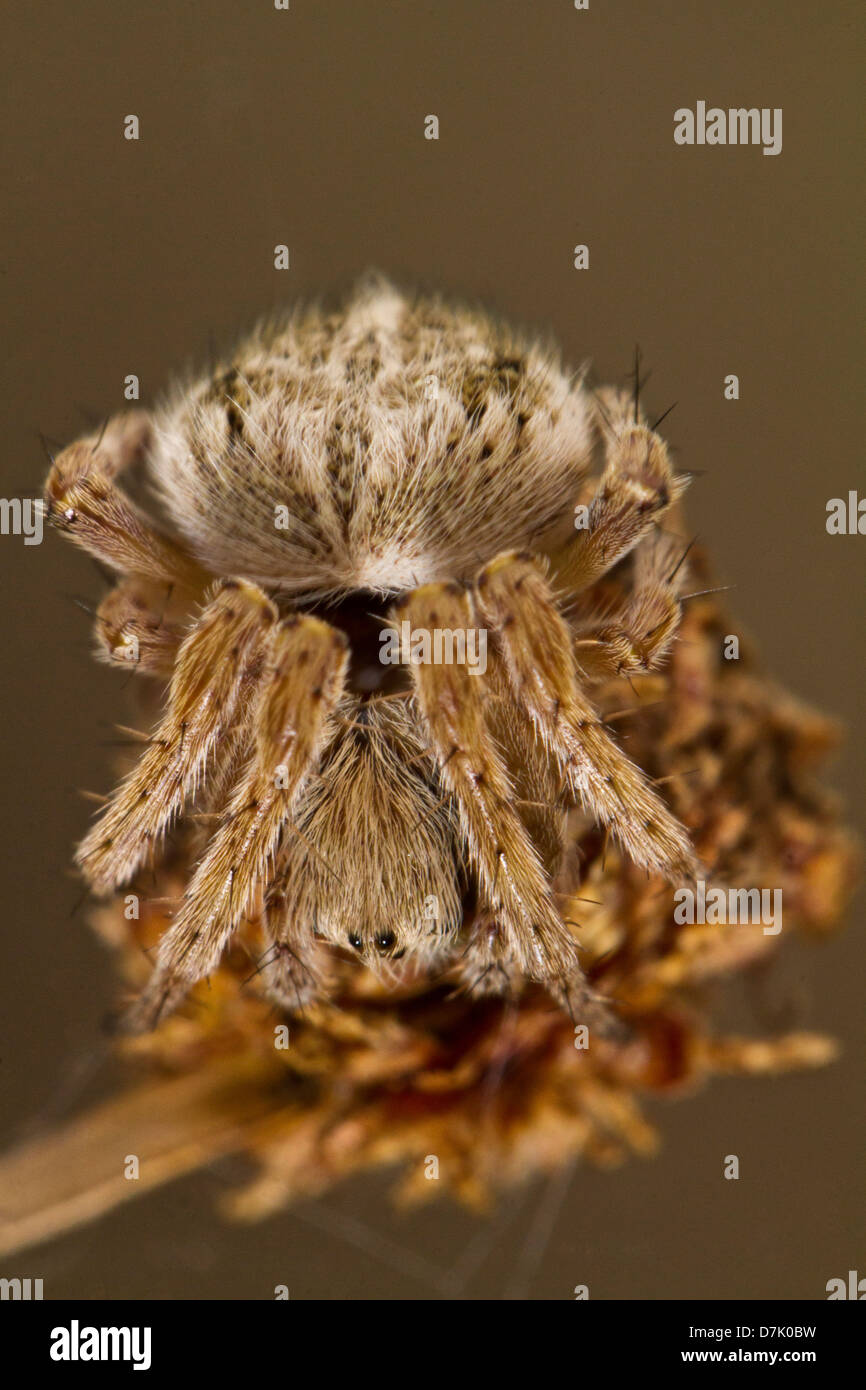 Close up view of a spider waiting to make an attack Stock Photo - Alamy