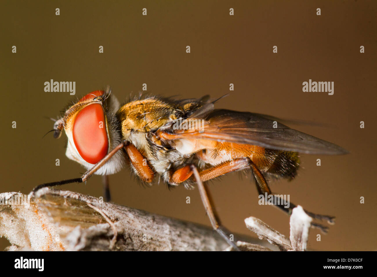 Close up view of the beautiful tachina fly Stock Photo - Alamy