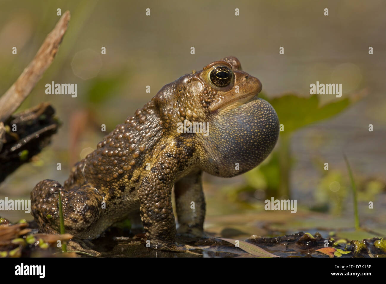 American toad - Bufo americanus - New York - Male calling to attract females Stock Photo