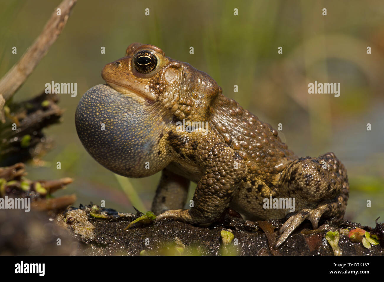 American toad Bufo americanus New York Male calling to attract