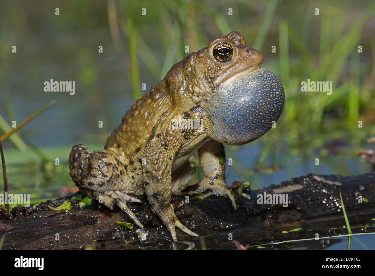American toad - Bufo americanus - New York - Male calling to attract females Stock Photo