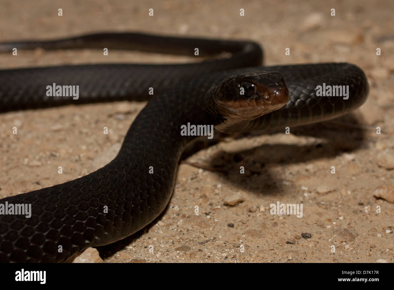 Brown racer snake hi-res stock photography and images - Alamy