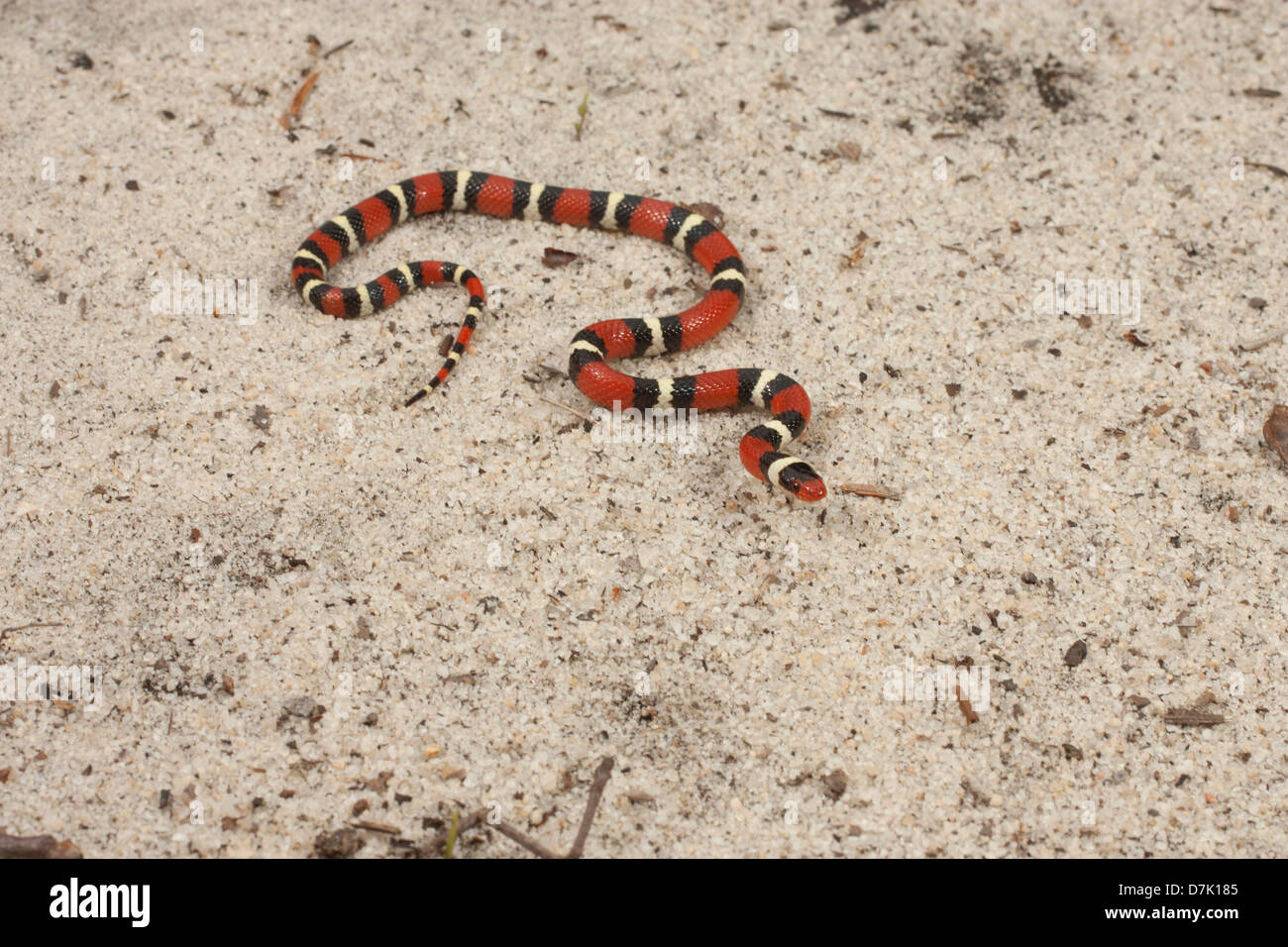 A scarlet king snake slithers across sand - Lampropeltis elapsoides Stock Photo