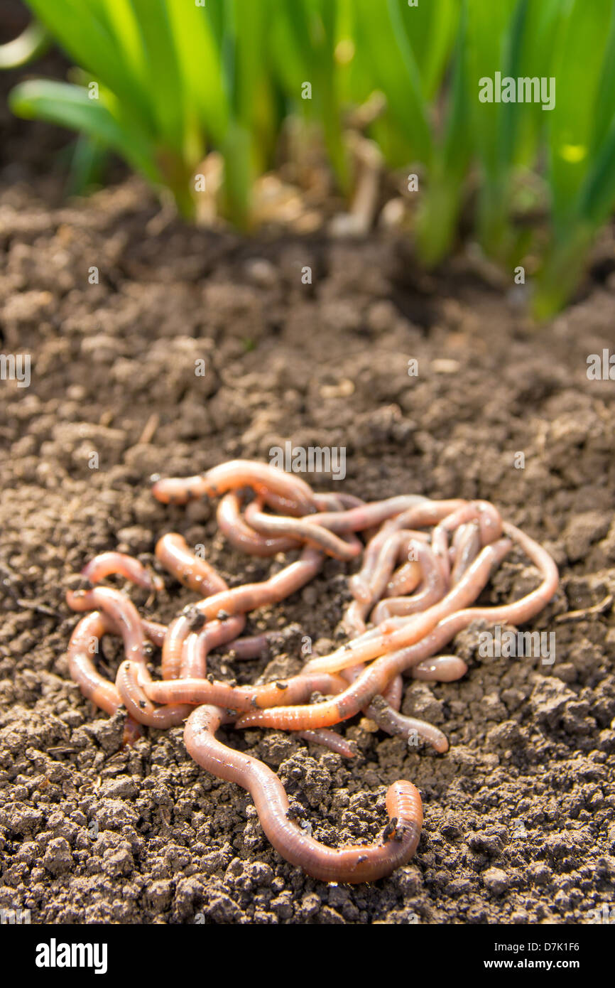 Earthworms group on earth patch close up. Agriculture or fishing concept. Stock Photo