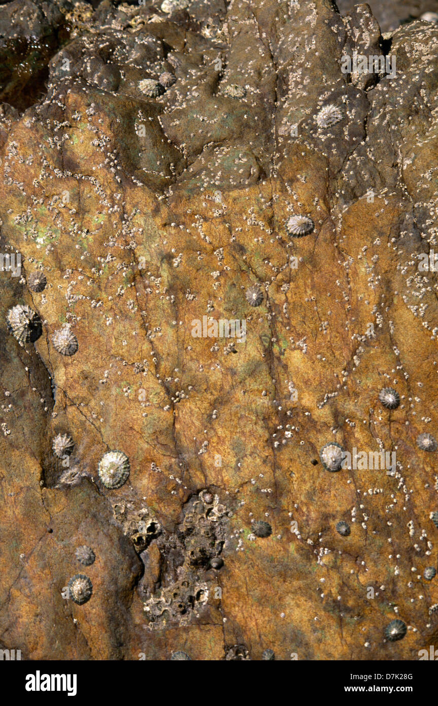 Barnacles On Rock Stock Photo Biology Diagrams
