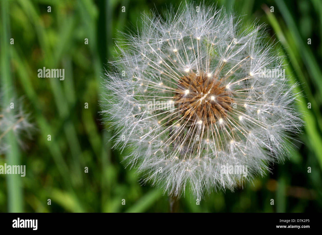 Dandelion seed ball hi-res stock photography and images - Alamy