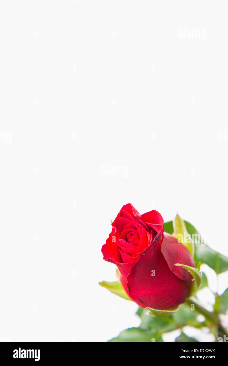 Red rose against white background, close up Stock Photo - Alamy