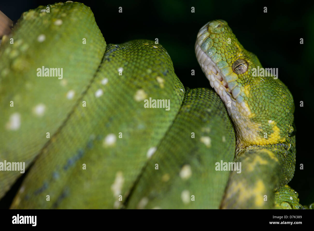 Green Tree Python Stock Photo - Alamy