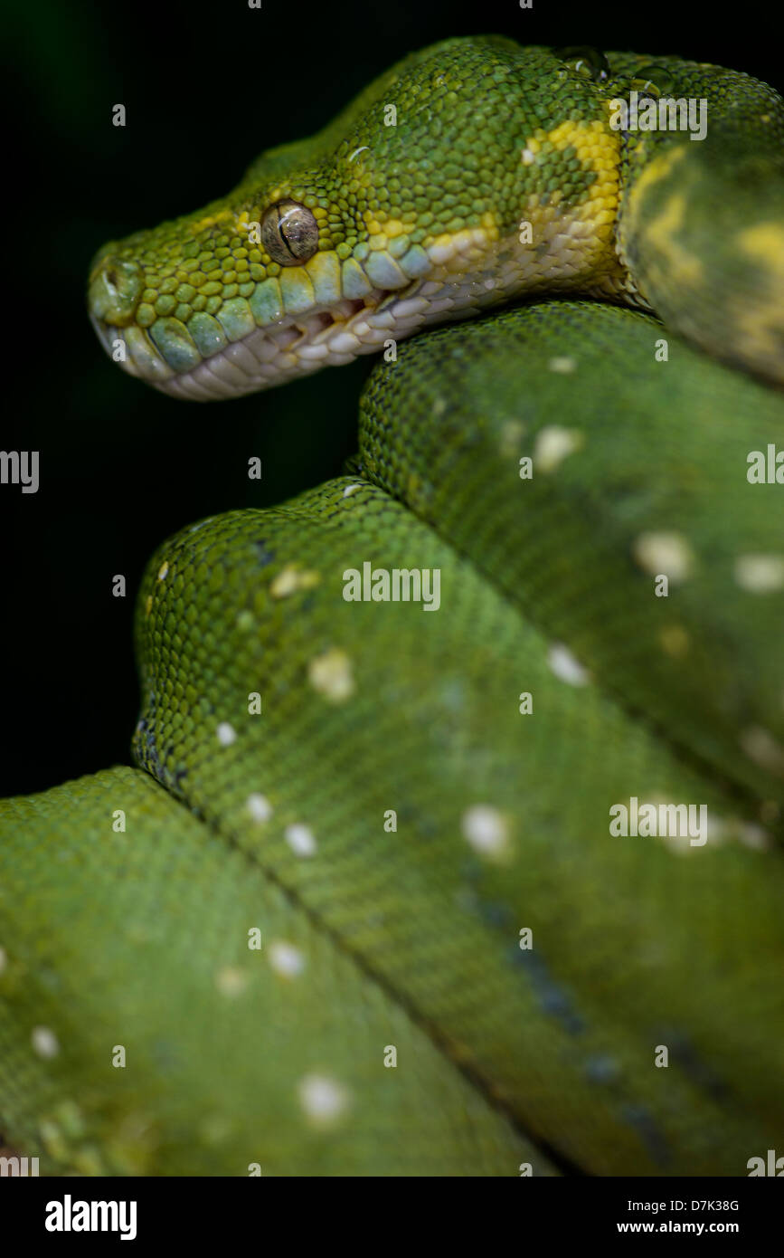 Green Tree Python Stock Photo - Alamy