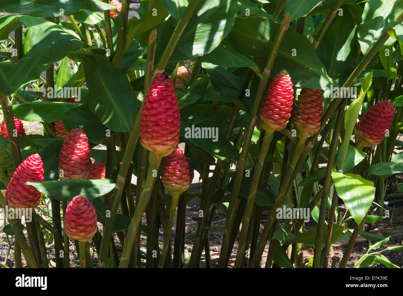Family Of Ginger Plants Zingiberaceae High Resolution Stock Photography 