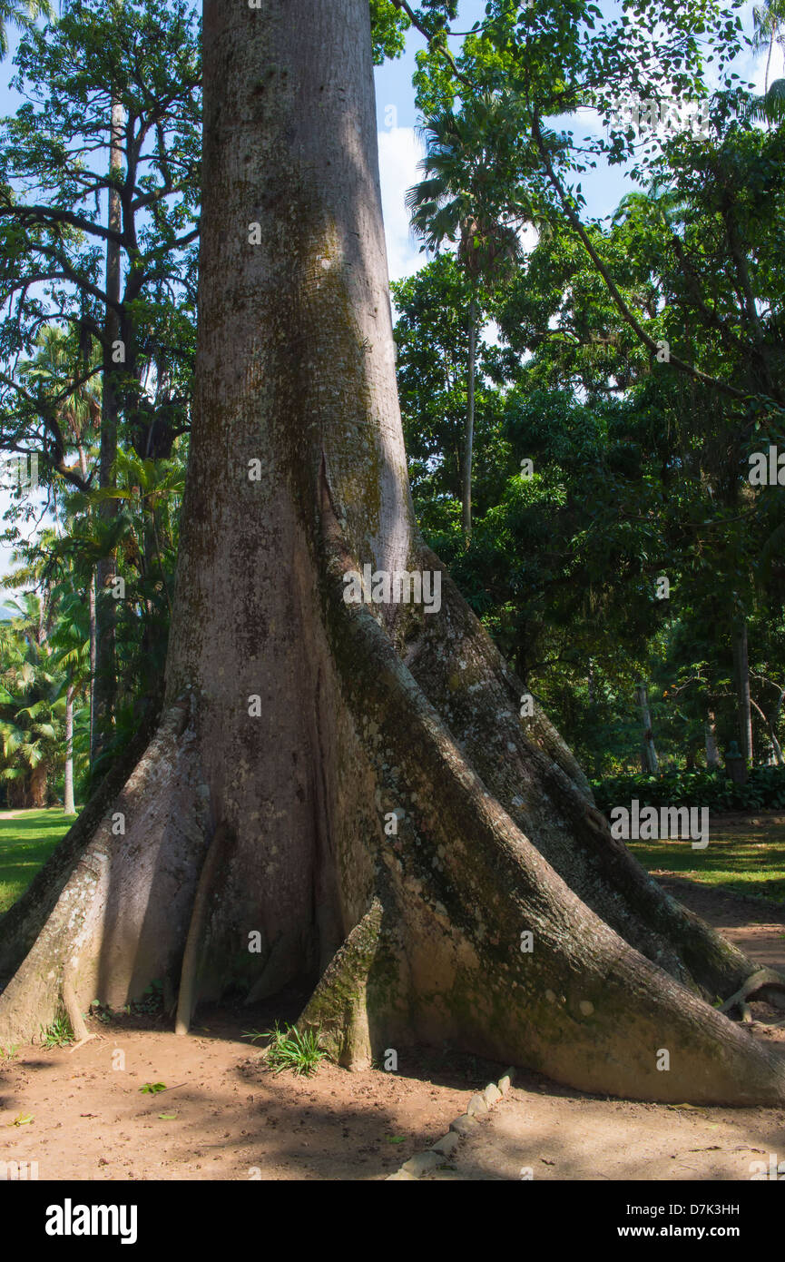Ceiba pentandra, Malvaceae family, Rio de Janeiro Botanical Gardens, Brazil Stock Photo